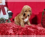 Small Photo #3 Poodle (Standard) Puppy For Sale in COLORADO SPRINGS, CO, USA