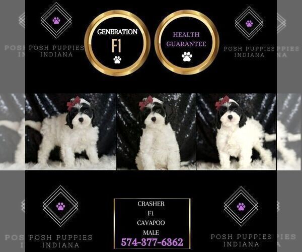 Medium Photo #85 Cavapoo Puppy For Sale in WARSAW, IN, USA