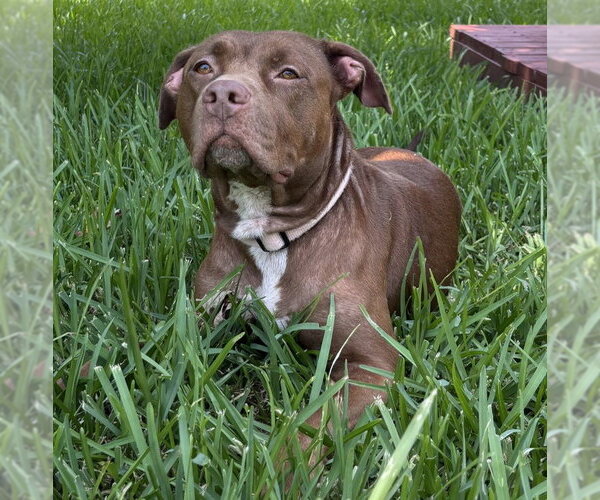 Medium Photo #7 American Staffordshire Terrier-Unknown Mix Puppy For Sale in HOUSTON, TX, USA
