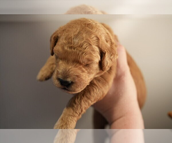 Medium Photo #37 Goldendoodle (Miniature) Puppy For Sale in DALLAS, OR, USA