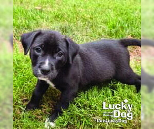 Medium Photo #5 Mutt Puppy For Sale in Washington, DC, USA