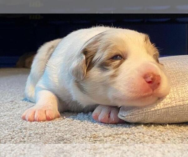 Medium Photo #8 Border Collie Puppy For Sale in EVERETT, WA, USA