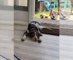 Small Photo #6 Coonhound Puppy For Sale in Holly Springs, NC, USA