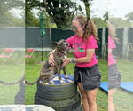 Small #21 American Staffordshire Terrier-Boxer Mix