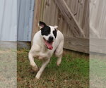 Small #1 American Staffordshire Terrier-Labrador Retriever Mix
