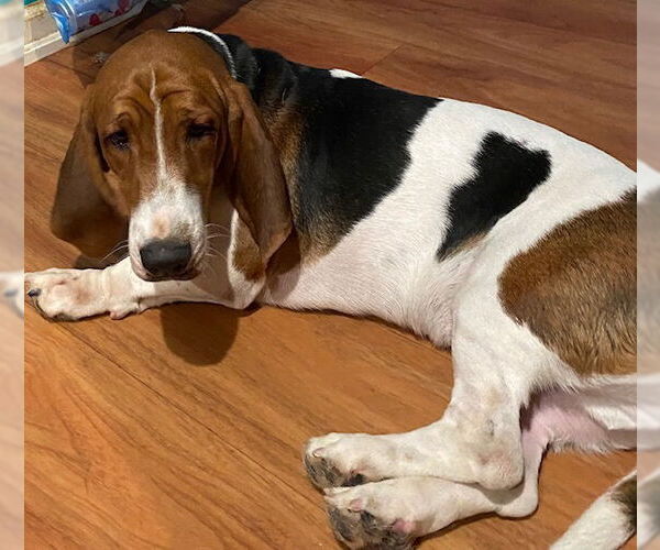 Medium Photo #2 Basset Hound Puppy For Sale in Petaluma, CA, USA