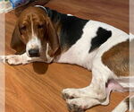 Small #1 Basset Hound