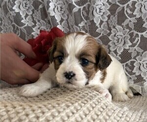 Cavachon-Shih Tzu Mix Puppy for sale in THORP, WI, USA