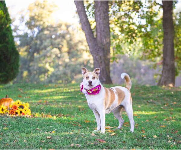 Medium Photo #3 Mutt Puppy For Sale in Unionville, PA, USA