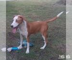 Small #4 Labrador Retriever-Retriever  Mix