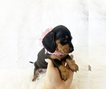 Image preview for Ad Listing. Nickname: AKC Amber