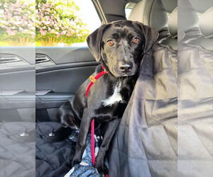 Labrador Retriever-Unknown Mix Dogs for adoption in San Diego, CA, USA