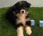 Small #2 Australian Shepherd