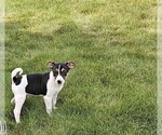 Small #1 Rat Terrier