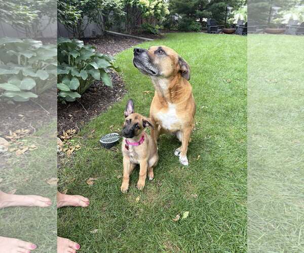 Medium Photo #10 German Shepherd Dog Puppy For Sale in Gretna, NE, USA