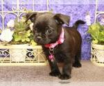 Small Photo #7 Pugshire Puppy For Sale in SHAWNEE, OK, USA