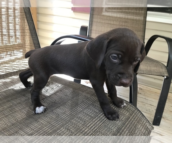 Medium Photo #19 German Shorthaired Pointer Puppy For Sale in SUMMERSVILLE, WV, USA