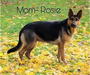 Mother of the German Shepherd Dog puppies born on 03/26/2021