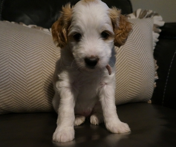 Medium Photo #2 Golden Mountain Doodle  Puppy For Sale in JIM FALLS, WI, USA