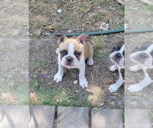 Boston Terrier Puppy for sale in SUGAR LAND, TX, USA