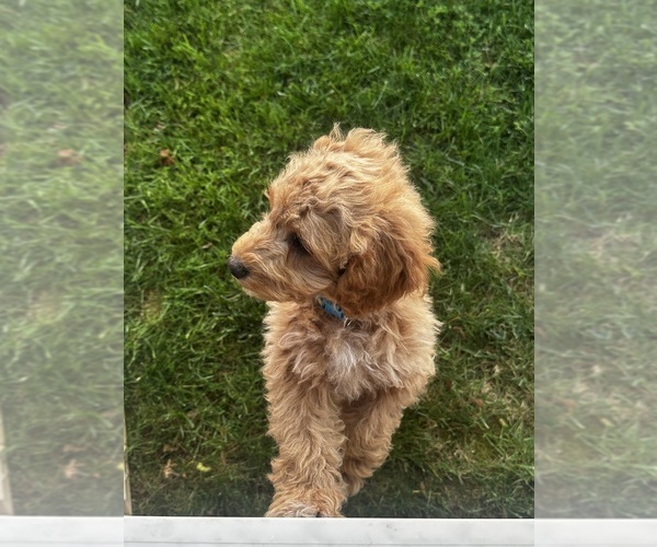 Medium Photo #3 Cavapoo (Miniature) Puppy For Sale in MEDFORD, OR, USA