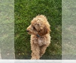 Small #2 Cavapoo (Miniature)