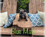 Puppy Loverboy American Bully