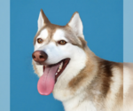 Small Siberian Husky