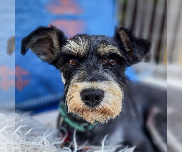 Medium Photo #2 - Mix Puppy For Sale in San Diego, CA, USA