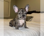 Small Photo #4 French Bulldog Puppy For Sale in GIG HARBOR, WA, USA