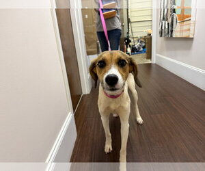 Mutt Dogs for adoption in Holly Springs, NC, USA