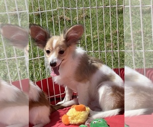 Papillon Puppy for sale in SULPHUR SPRINGS, TX, USA