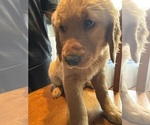 Puppy Lime green Golden Retriever