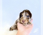 Small #5 Dachshund