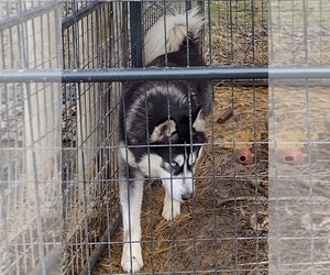 Alaskan Malamute Dogs for adoption in ALFRED STATION, NY, USA