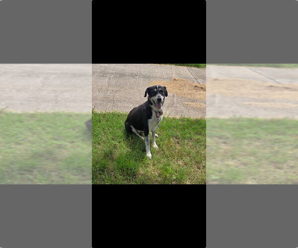 Medium Photo #4 Labrador Retriever-Unknown Mix Puppy For Sale in Brewster, NY, USA