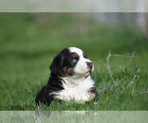 Bloodhound Puppy for sale in BENTON CITY, WA, USA