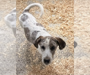 Mutt Dogs for adoption in Unionville, PA, USA