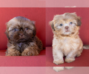 Shih Tzu Litter for sale in OAKLEY, CA, USA