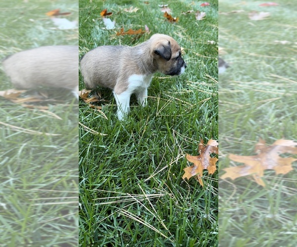 Medium Photo #12 Boston Terrier-Jack Russell Terrier Mix Puppy For Sale in LONDONDERRY, NH, USA