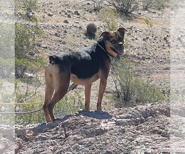 Medium Photo #27 Rottweiler-Unknown Mix Puppy For Sale in phoenix, AZ, USA