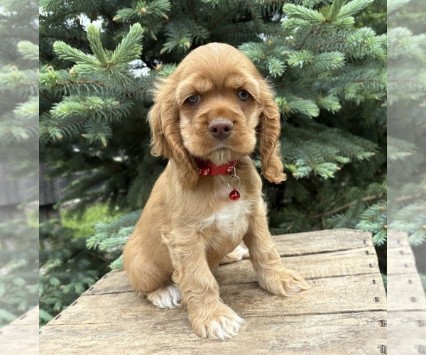Medium Photo #2 Cocker Spaniel Puppy For Sale in MIDDLEBURY, IN, USA