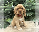 Small #1 Cocker Spaniel