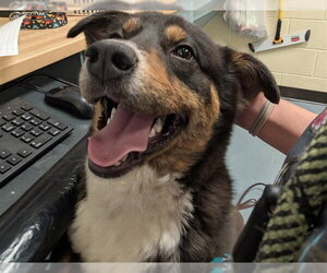 Australian Shepherd-Unknown Mix Dogs for adoption in Denver, CO, USA