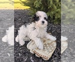 Small #1 Bernedoodle (Miniature)