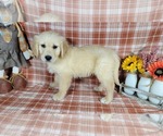 Small Photo #57 Golden Retriever Puppy For Sale in FALCON, CO, USA