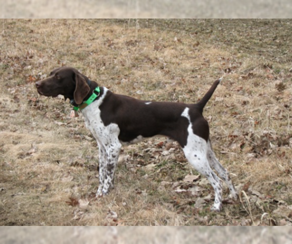 Medium Photo #1 German Shorthaired Pointer Puppy For Sale in WOODSTOCK, CT, USA