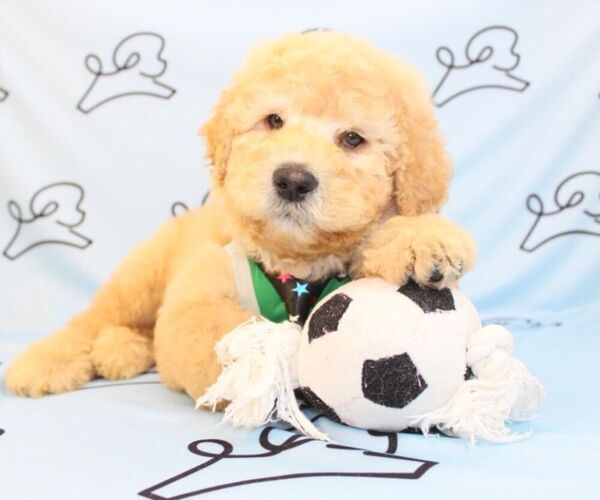 Medium Photo #12 Goldendoodle Puppy For Sale in LAS VEGAS, NV, USA