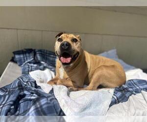 Staffordshire Bull Terrier Dogs for adoption in Chula Vista, CA, USA