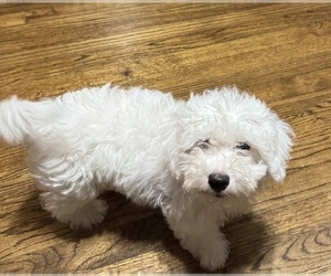 Bichon Frise Puppy for sale in TUSCALOOSA, AL, USA